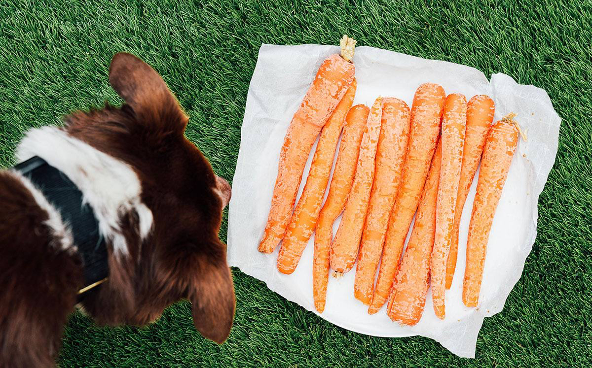 Dog looking at a pile of carrots on grass
