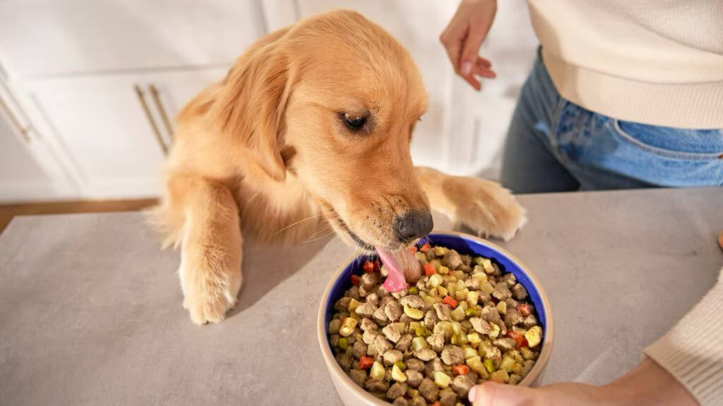 Golden retriever eating from a bowl of fresh food