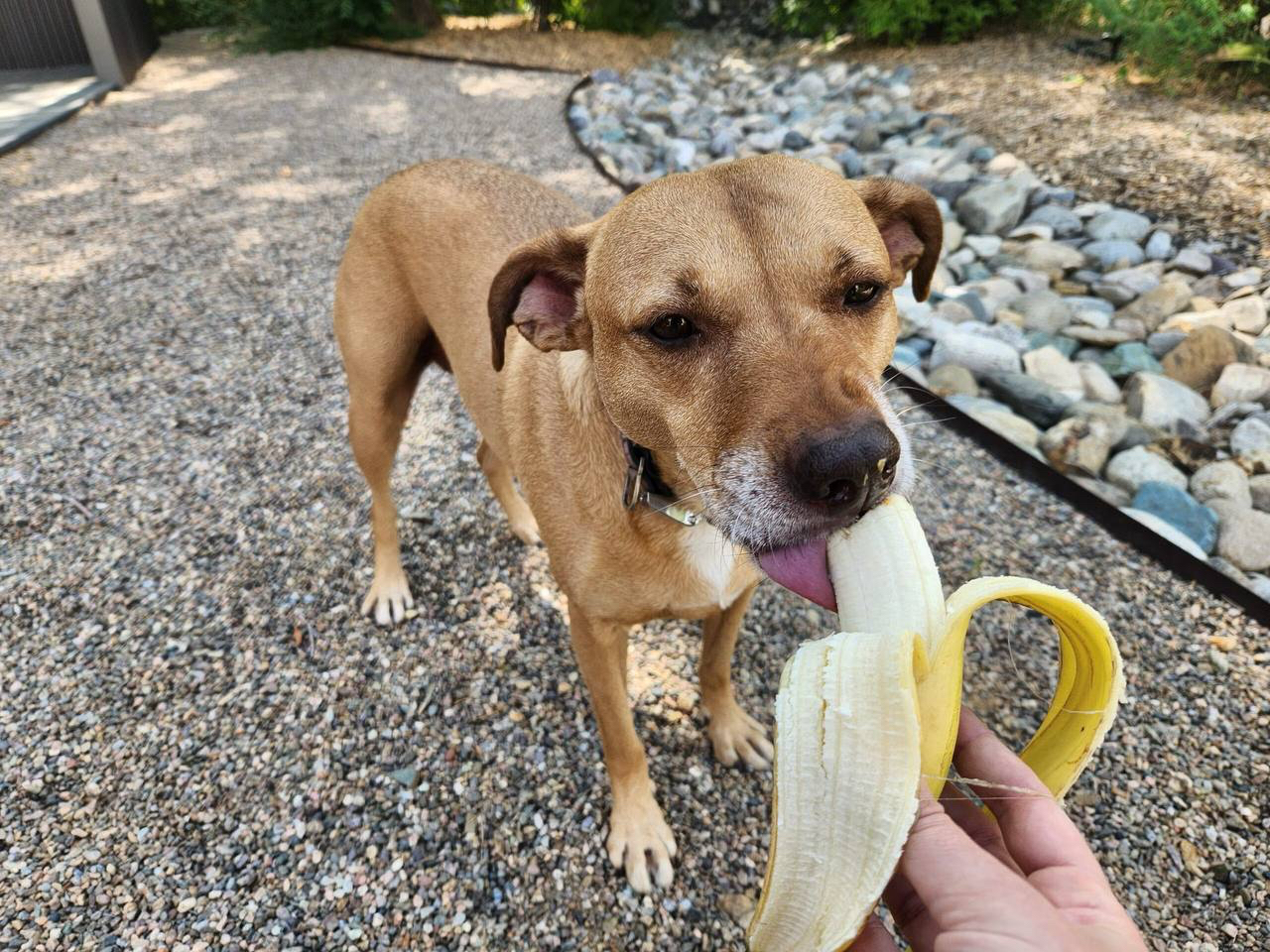 Dog eating a banana
