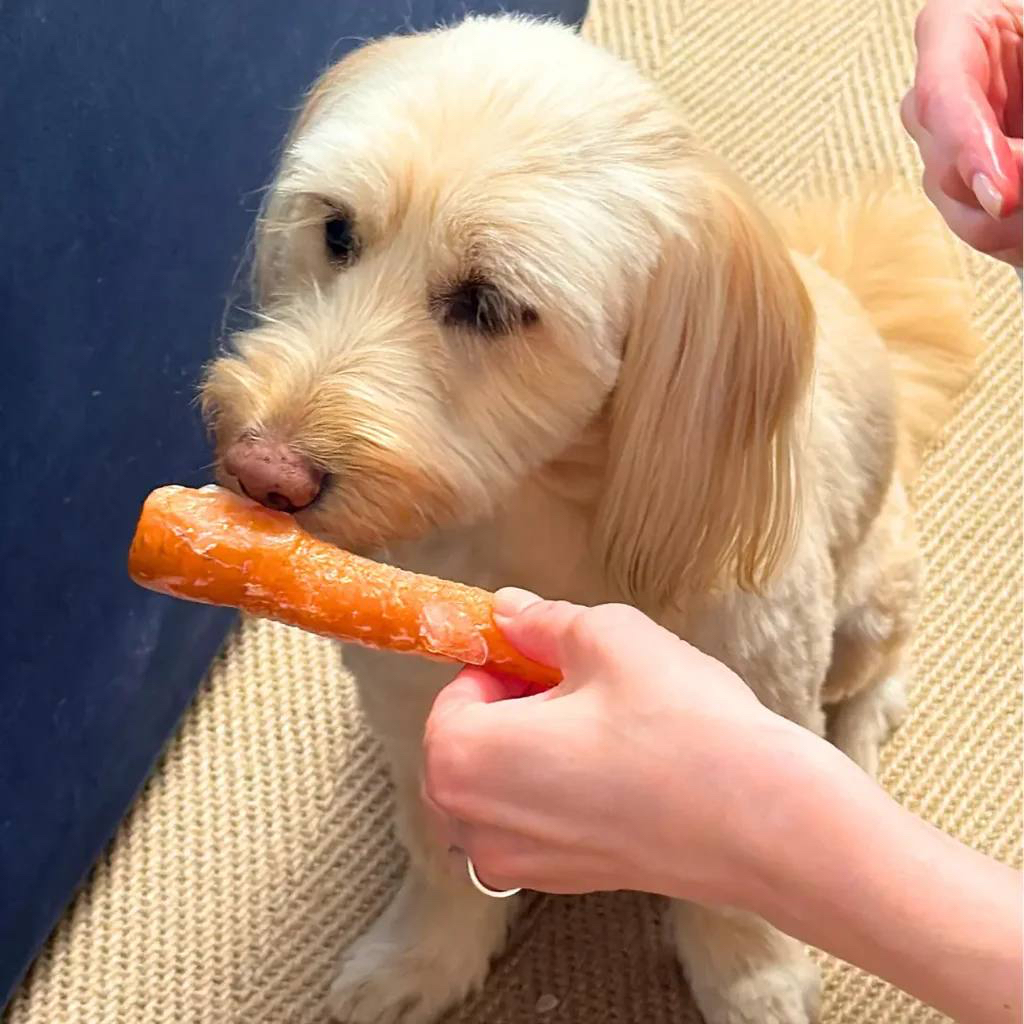 Puppy eating a carrot