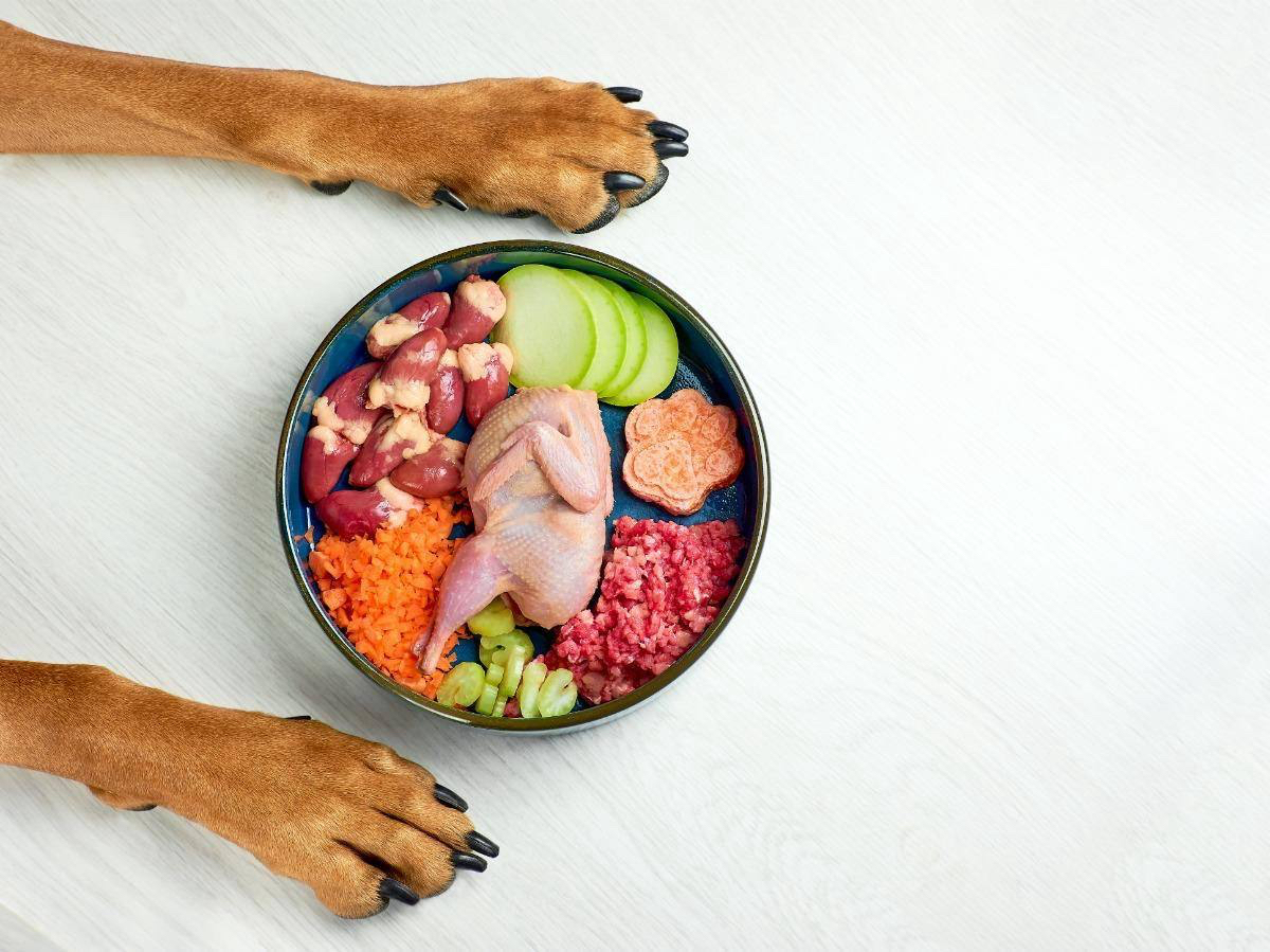 Dog paws around a bowl of fresh food