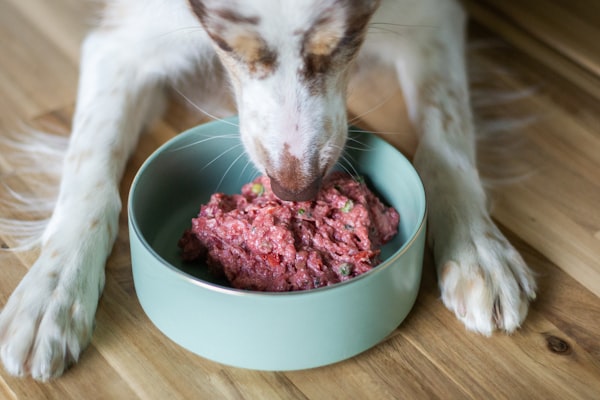 Happy dog eating from bowl